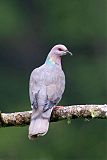 Ring-tailed Pigeon